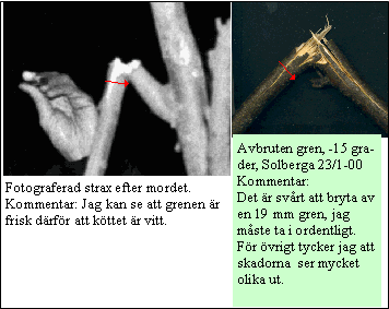 Grenen har gått av Palmemordet.
